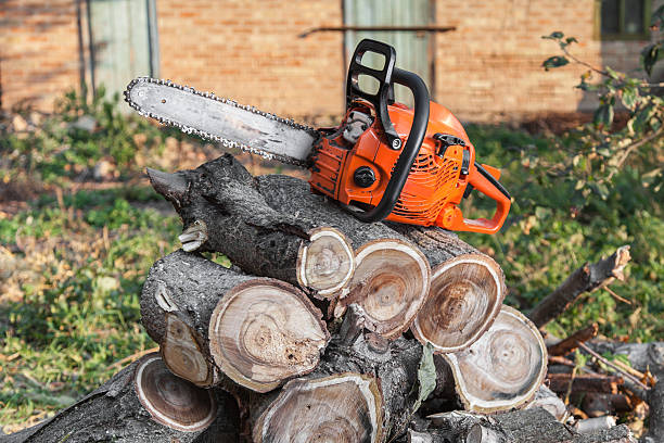 Best Tree Pruning Services  in Mabton, WA